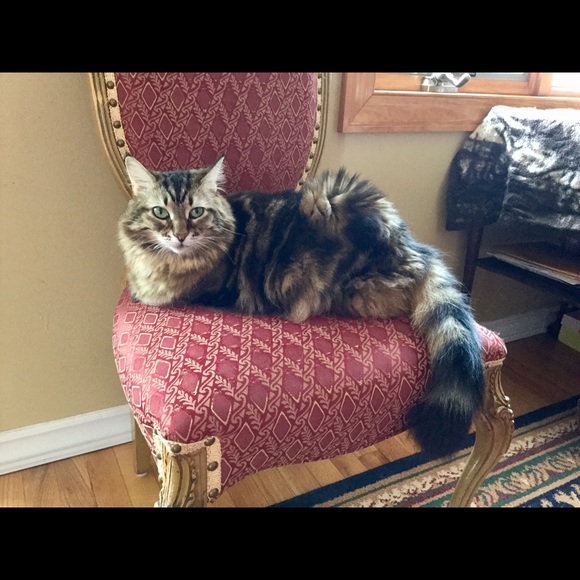 Posher Kathleen ❤️😻”Here, Kitty, kitty” - Picture 2 of 16